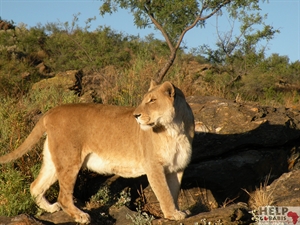 Leeuwin 2011.JPG